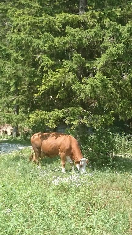 Turisticna Kmetija Psnak Διαμέρισμα Mojstrana Εξωτερικό φωτογραφία